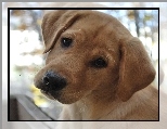 Smutny, Piesek, Labrador Retriever